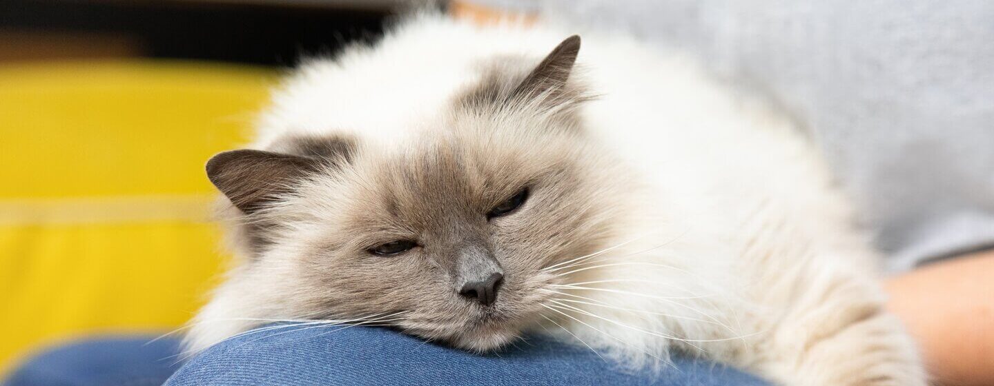 Nukkuva kissa omistajan polvella