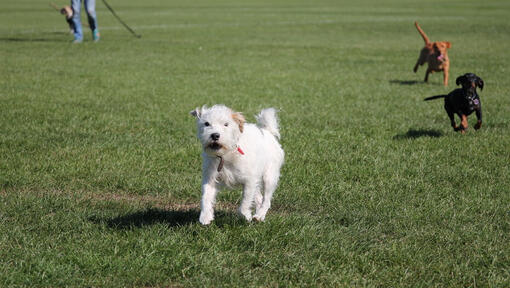 Valkoinen koira juoksee puistossa muiden koirien kanssa haukkuen