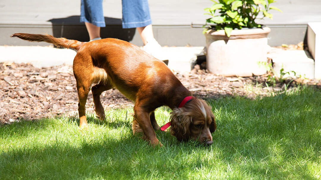 Ruskea koira haistelee ruohoa puutarhassa