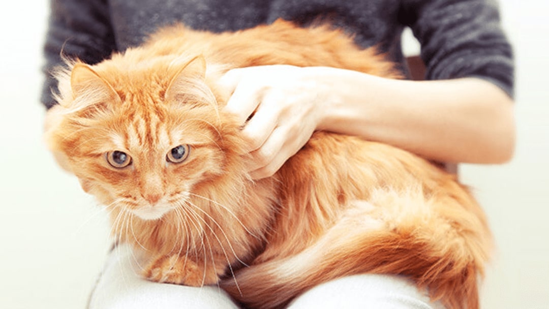 Oppaat kissan käyttäytymiseen – Asiantuntijaneuvoja | Purina