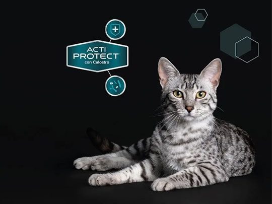 PRO PLAN® EXPERT CARE NUTRITION ‑tuotteet kissoille | Purina