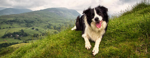 Bordercollie istuu vuoren huipulla kieli ulkona.