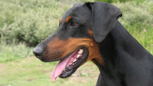 dobermann katsoi vasemmalle