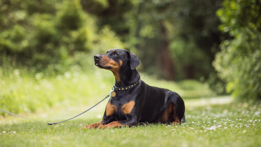 dobermann makaa nurmikolla