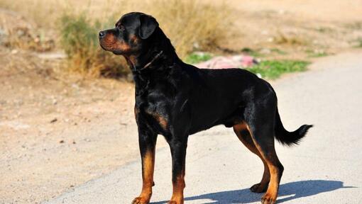 Rottweiler seisoo tiellä