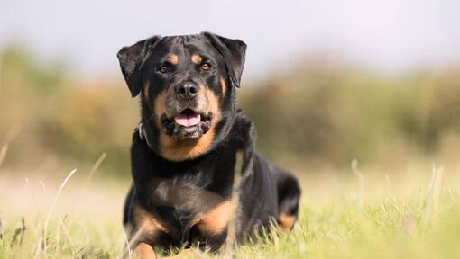 Rottweiler makaa ruohikossa