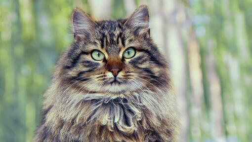 Siperiankissa - tietoa kissarodusta | Purina