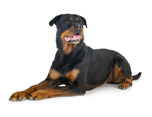 Rottweiler Mobili