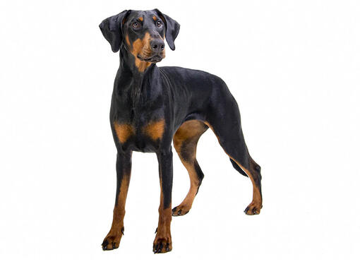 Dobermanni