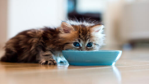 Kuinka paljon ruokaa kissani tarvitsee? | Purina