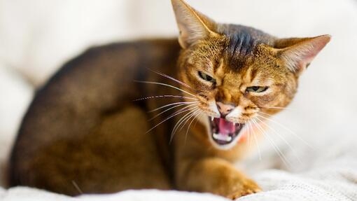 Ymmärrä kissan aggressiivinen käytös | Purina
